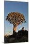 Sunrise at the Quiver Tree Forest, Namibia-Grobler du Preez-Mounted Photographic Print
