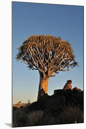 Sunrise at the Quiver Tree Forest, Namibia-Grobler du Preez-Mounted Photographic Print