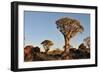 Sunrise at the Quiver Tree Forest, Namibia-Grobler du Preez-Framed Photographic Print