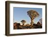 Sunrise at the Quiver Tree Forest, Namibia-Grobler du Preez-Framed Photographic Print