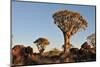 Sunrise at the Quiver Tree Forest, Namibia-Grobler du Preez-Mounted Photographic Print