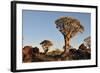 Sunrise at the Quiver Tree Forest, Namibia-Grobler du Preez-Framed Photographic Print