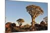 Sunrise at the Quiver Tree Forest, Namibia-Grobler du Preez-Mounted Photographic Print