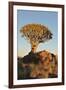 Sunrise at the Quiver Tree Forest, Namibia-Grobler du Preez-Framed Photographic Print