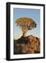 Sunrise at the Quiver Tree Forest, Namibia-Grobler du Preez-Framed Photographic Print