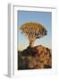 Sunrise at the Quiver Tree Forest, Namibia-Grobler du Preez-Framed Photographic Print