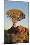 Sunrise at the Quiver Tree Forest, Namibia-Grobler du Preez-Mounted Photographic Print