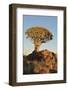 Sunrise at the Quiver Tree Forest, Namibia-Grobler du Preez-Framed Photographic Print