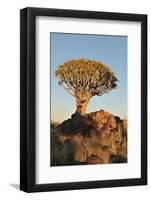 Sunrise at the Quiver Tree Forest, Namibia-Grobler du Preez-Framed Photographic Print