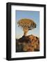 Sunrise at the Quiver Tree Forest, Namibia-Grobler du Preez-Framed Photographic Print