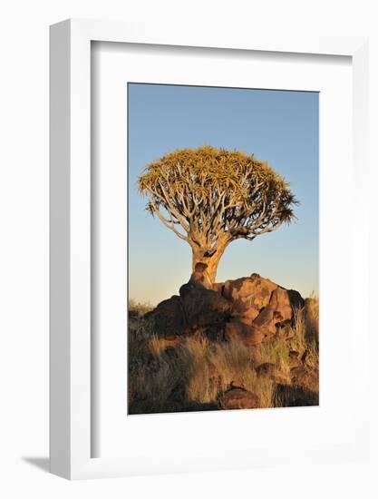 Sunrise at the Quiver Tree Forest, Namibia-Grobler du Preez-Framed Photographic Print