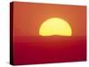 Sunrise Behind Wheat Field, Washington-Stuart Westmorland-Stretched Canvas