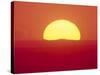 Sunrise Behind Wheat Field, Washington-Stuart Westmorland-Stretched Canvas