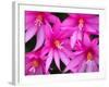 Sunrise Cactus Flowers-Jamie & Judy Wild-Framed Photographic Print