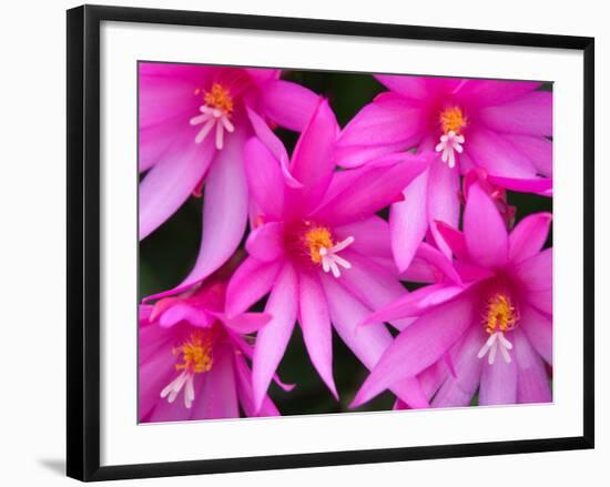 Sunrise Cactus Flowers-Jamie & Judy Wild-Framed Photographic Print