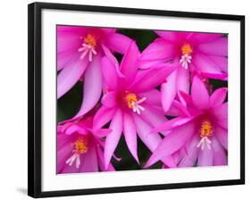 Sunrise Cactus Flowers-Jamie & Judy Wild-Framed Photographic Print