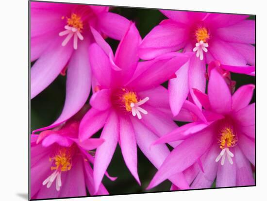 Sunrise Cactus Flowers-Jamie & Judy Wild-Mounted Photographic Print