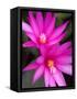 Sunrise Cactus Flowers-Jamie & Judy Wild-Framed Stretched Canvas