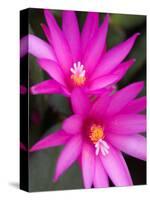 Sunrise Cactus Flowers-Jamie & Judy Wild-Stretched Canvas