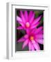 Sunrise Cactus Flowers-Jamie & Judy Wild-Framed Premium Photographic Print