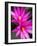 Sunrise Cactus Flowers-Jamie & Judy Wild-Framed Photographic Print