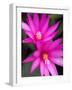 Sunrise Cactus Flowers-Jamie & Judy Wild-Framed Photographic Print