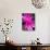 Sunrise Cactus Flowers-Jamie & Judy Wild-Photographic Print displayed on a wall