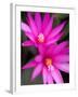 Sunrise Cactus Flowers-Jamie & Judy Wild-Framed Photographic Print