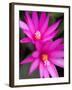 Sunrise Cactus Flowers-Jamie & Judy Wild-Framed Photographic Print