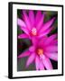 Sunrise Cactus Flowers-Jamie & Judy Wild-Framed Photographic Print