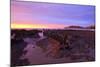 Sunrise Casts a Red Pink Hue on Rocks of a Beach Looking Towards Nugget Point-Eleanor-Mounted Photographic Print