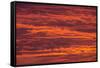 Sunrise cloudscape, Kgalagadi Transfrontier Park, South Africa, Africa-Ann and Steve Toon-Framed Stretched Canvas