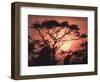 Sunrise, Coastal Highway, Belize.-William Sutton-Framed Photographic Print