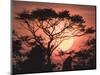 Sunrise, Coastal Highway, Belize.-William Sutton-Mounted Photographic Print