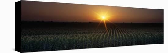 Sunrise, Crops, Farm, Sacramento, California, USA-null-Stretched Canvas