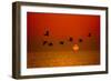 Sunrise Flight-Steve Gadomski-Framed Photographic Print