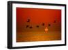 Sunrise Flight-Steve Gadomski-Framed Photographic Print