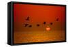 Sunrise Flight-Steve Gadomski-Framed Stretched Canvas