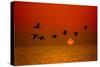 Sunrise Flight-Steve Gadomski-Stretched Canvas