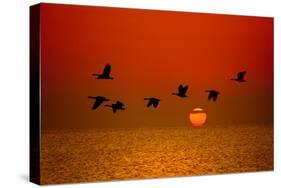 Sunrise Flight-Steve Gadomski-Stretched Canvas