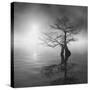 Sunrise Fog-Moises Levy-Stretched Canvas