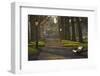 Sunrise, Green Park, London, England, United Kingdom, Europe-James Emmerson-Framed Photographic Print