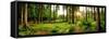 Sunrise in a Beautiful Forest in Germany-null-Framed Stretched Canvas