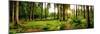 Sunrise in a Beautiful Forest in Germany-null-Mounted Photographic Print