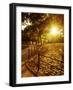Sunrise in Central Park-null-Framed Photographic Print