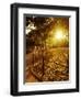 Sunrise in Central Park-null-Framed Photographic Print