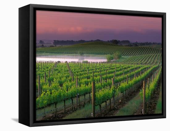 Sunrise in Distant Fog, Carnaros, Napa Valley, California, USA-Janis Miglavs-Framed Stretched Canvas