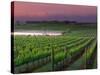 Sunrise in Distant Fog, Carnaros, Napa Valley, California, USA-Janis Miglavs-Stretched Canvas