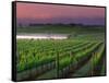 Sunrise in Distant Fog, Carnaros, Napa Valley, California, USA-Janis Miglavs-Framed Stretched Canvas