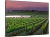 Sunrise in Distant Fog, Carnaros, Napa Valley, California, USA-Janis Miglavs-Stretched Canvas